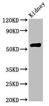 HMGCS2 Antibody