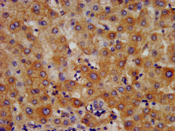 HMGCS2 Antibody