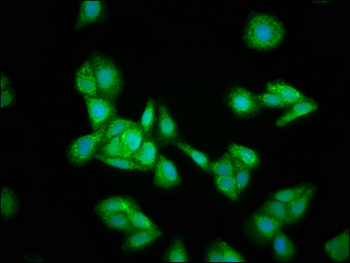 HMGCS2 Antibody