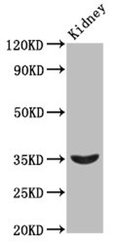 HOXA4 Antibody