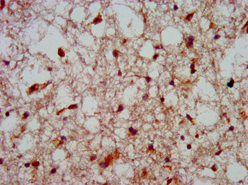 HOXA4 Antibody