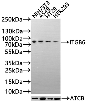 ITGB6 Antibody