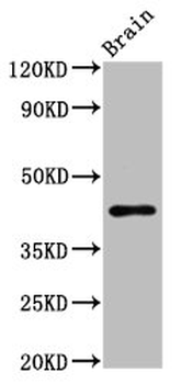 METAP1 Antibody