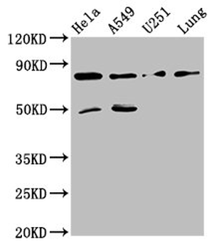 PCSK2 Antibody