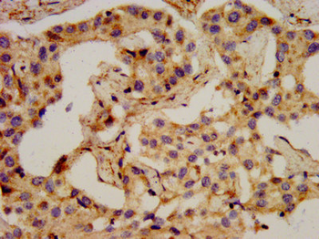 PCSK2 Antibody