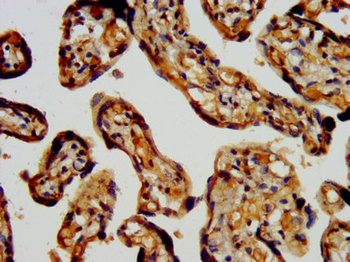 RBFOX2 Antibody