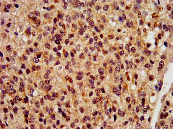 RBFOX2 Antibody