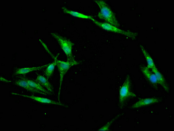 RBFOX2 Antibody