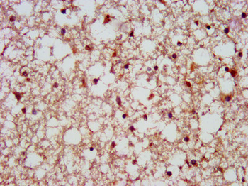 SCAMP1 Antibody