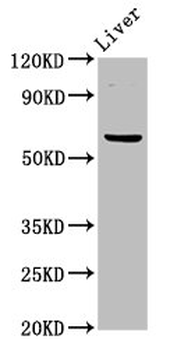 NT5C2 Antibody