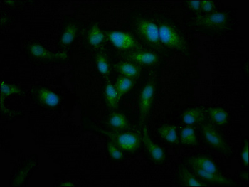 NT5C2 Antibody
