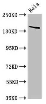 LAMC2 Antibody