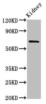 TNIP1 Antibody