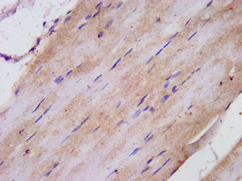 TNIP1 Antibody