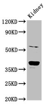 CD300LG Antibody