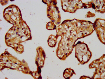 CD300LG Antibody