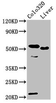 OLFM4 Antibody
