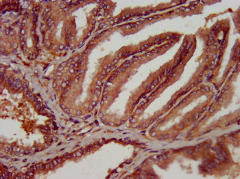 OLFM4 Antibody