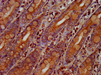OLFM4 Antibody