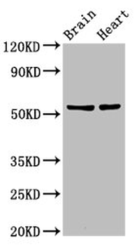 RBM45 Antibody