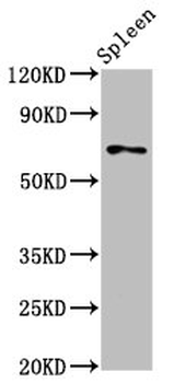 SSH3 Antibody