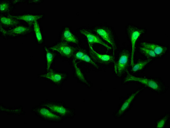 SSH3 Antibody