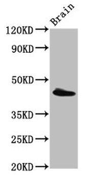 PEX13 Antibody