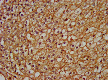 PEX13 Antibody