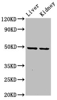 DLST Antibody