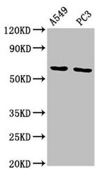 MEGF9 Antibody