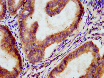 MEGF9 Antibody
