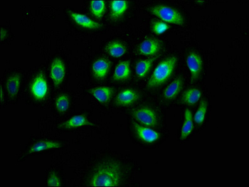 MEGF9 Antibody