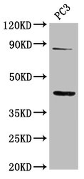 TNFRSF19 Antibody