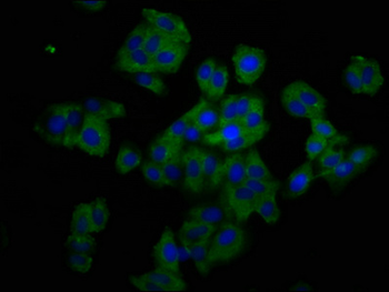 TNFRSF19 Antibody