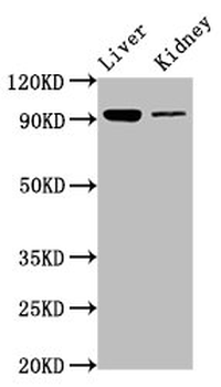 DMGDH Antibody