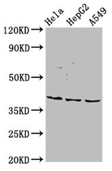 NANS Antibody
