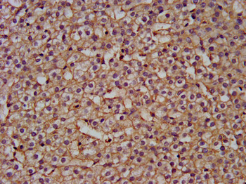 NANS Antibody