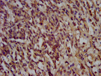 NANS Antibody