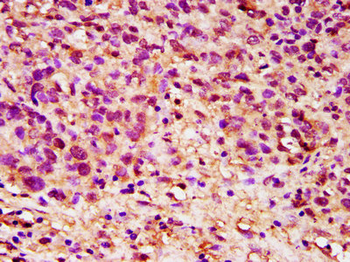 DPPA5 Antibody
