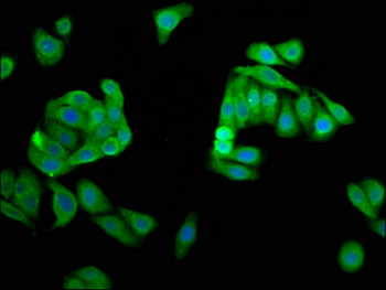 DPPA5 Antibody