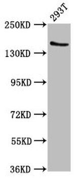 EPRS Antibody