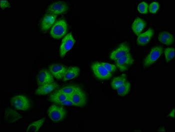 KCNJ5 Antibody