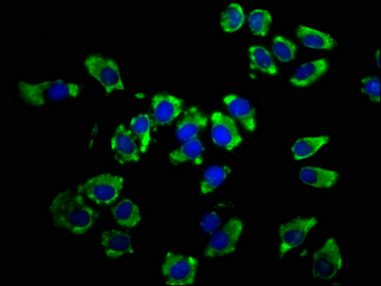 LSAMP Antibody