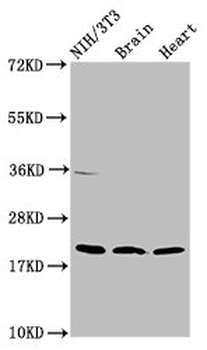 NDUFB8 Antibody