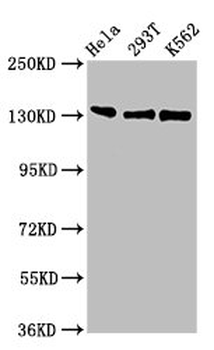 RFX1 Antibody