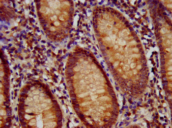 RFX1 Antibody
