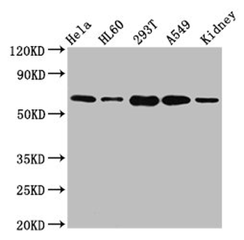 SLAMF6 Antibody