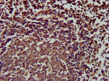 SLAMF6 Antibody