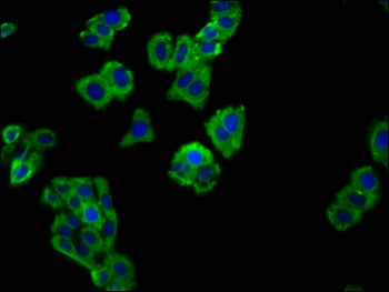 SLAMF6 Antibody