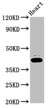 NSDHL Antibody
